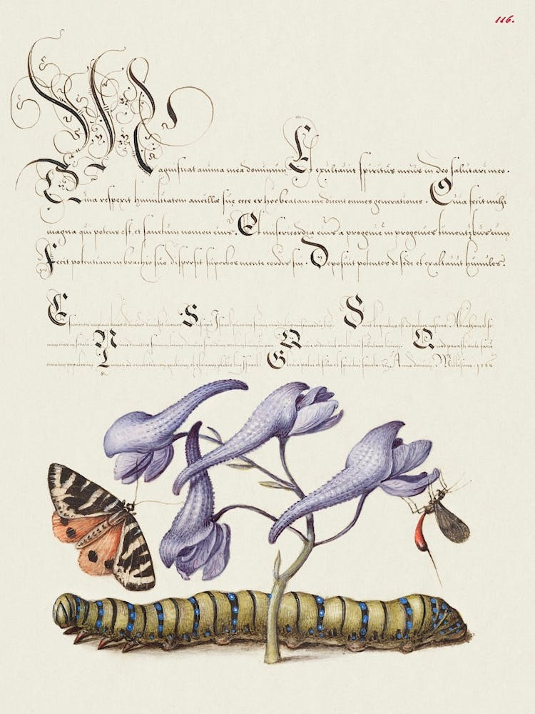 Scarlet Tiger Moth, Larkspur, Insect, And Caterpillar From Mira Calligraphiae Monumenta, Joris Hoefnagel