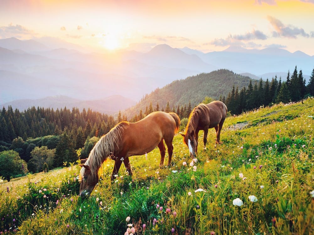 Horses Grazing On Hillside