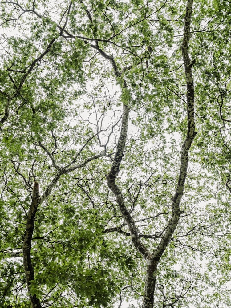 Rainforest in Africa