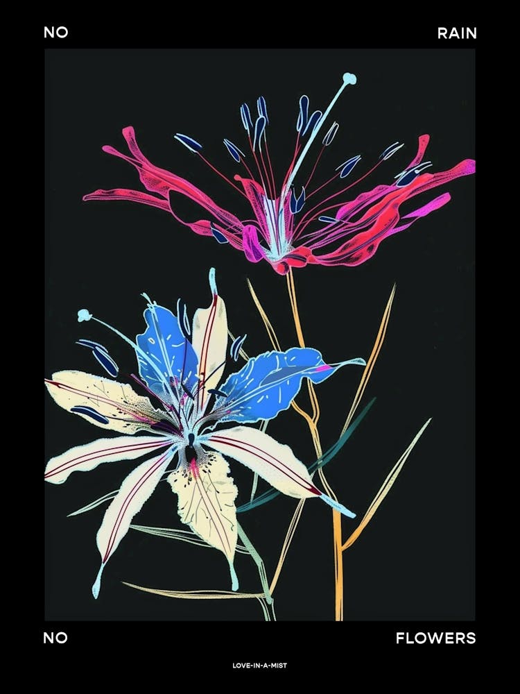 No Rain No Flowers Poster Love In A Mist Nigella 3