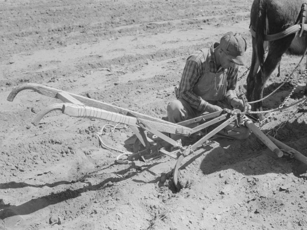 Jack Whinery Hitching His Burros Up To Homemade Plow, Pie Town, New Mexico By Russell Lee