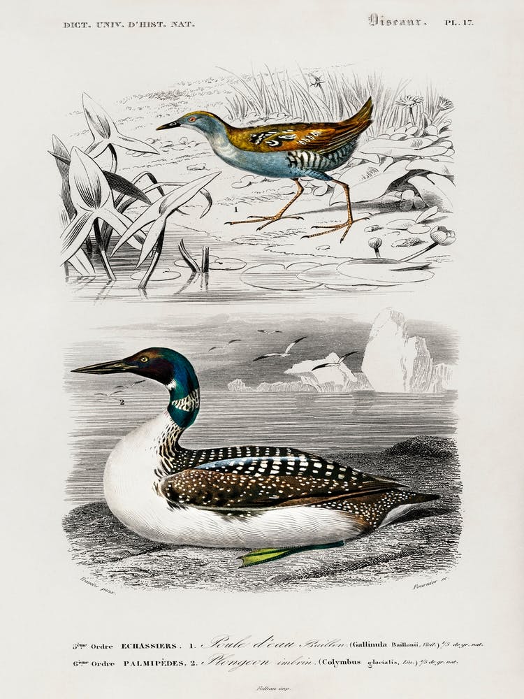 Different Types Of Birds, Charles Dessalines D'Orbigny 