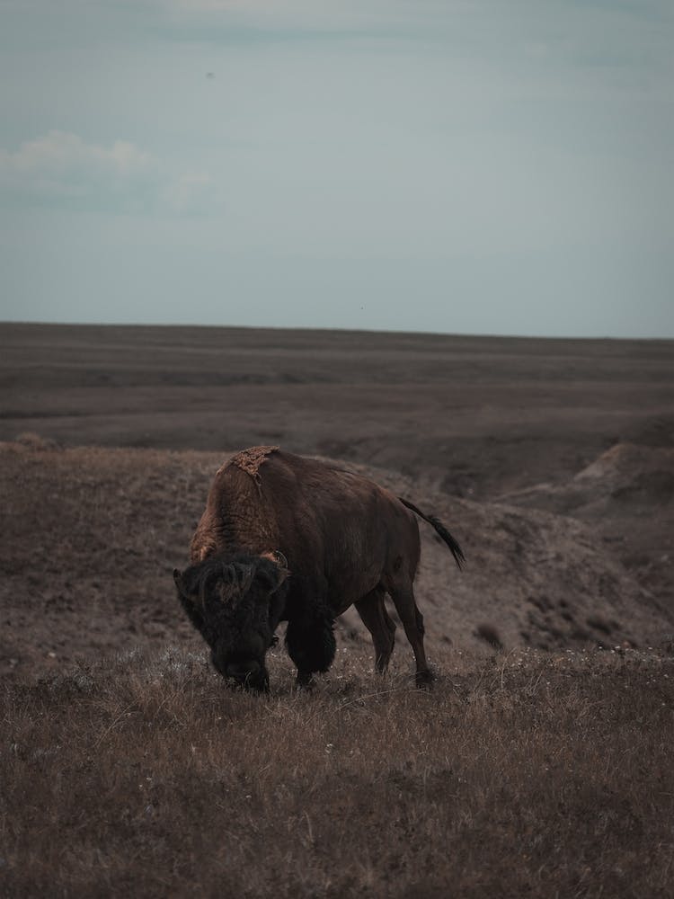 South Dakota Wildlife