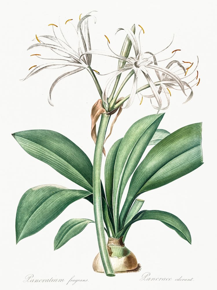 Spider Lily, Pierre Joseph Redoute