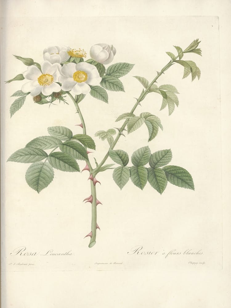 Rose Illustration, Pierre Joseph Redoute, Pierre Joseph Redoute(137)