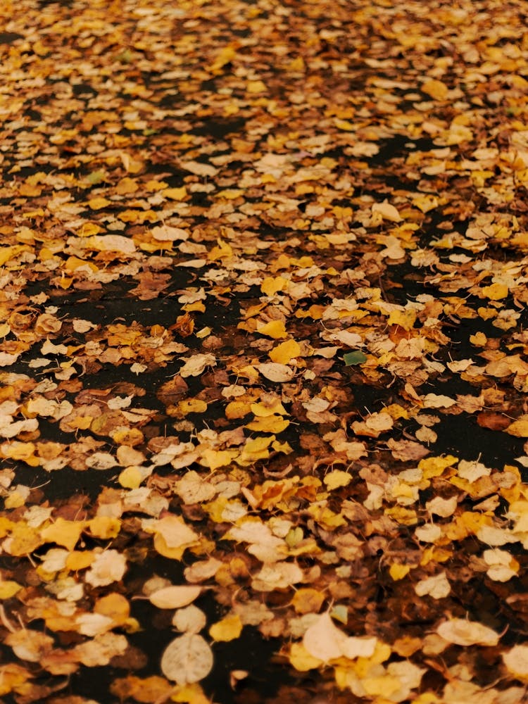 Fallen Leaves on Sidewalk