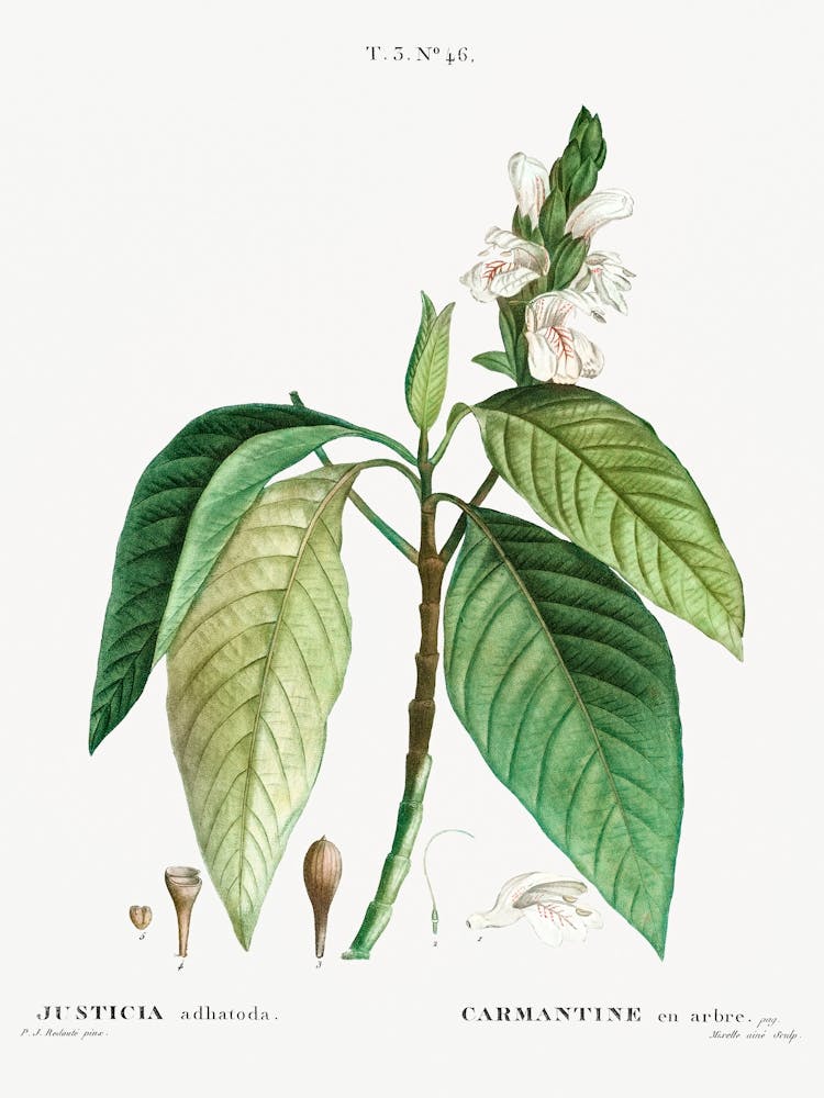 Malabar Nut, Pierre Joseph Redoute