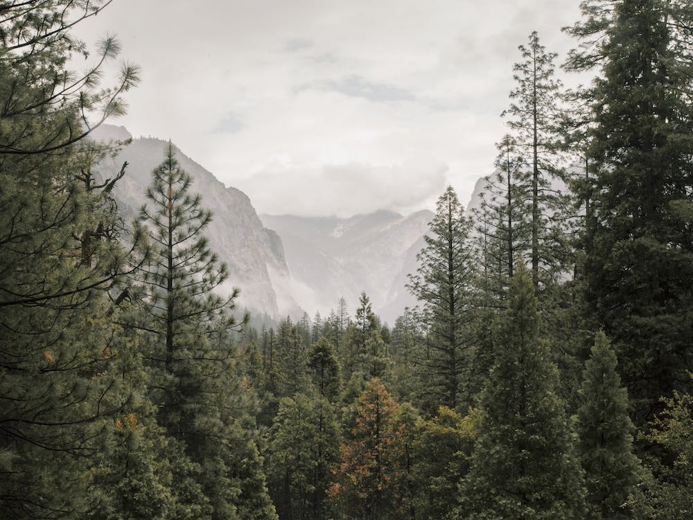 Yosemite Forest