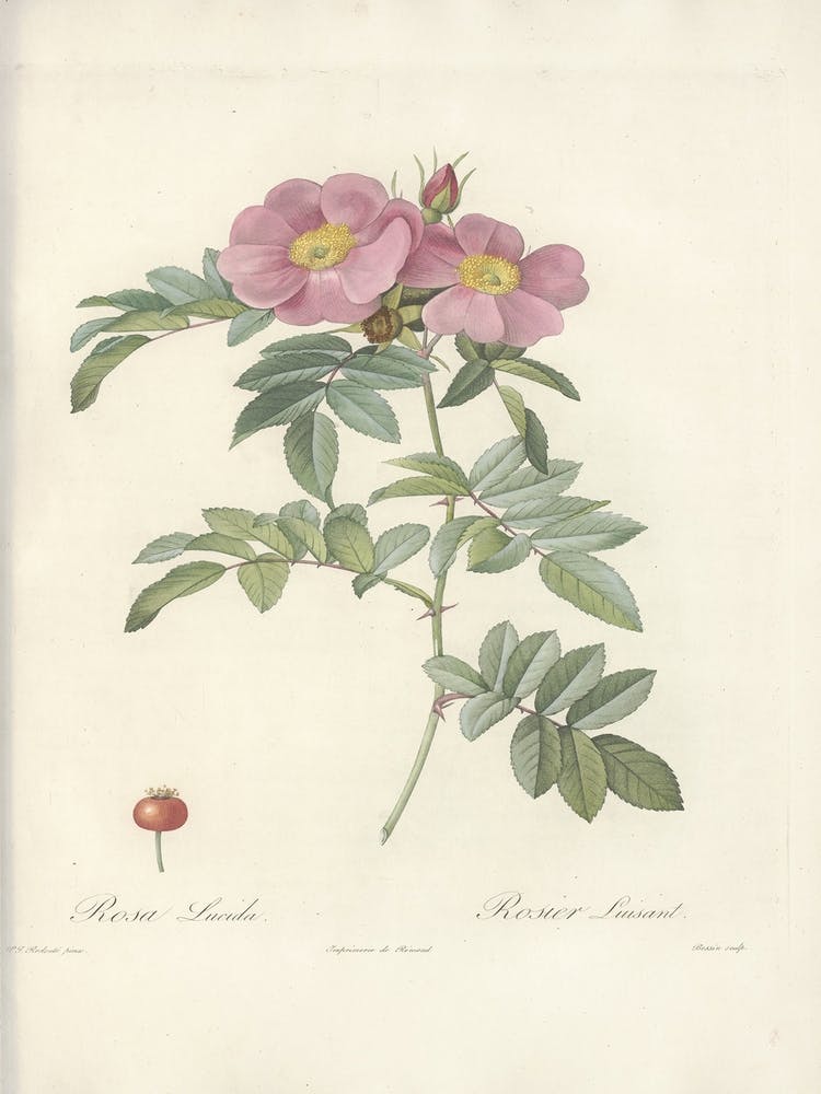 Rose Illustration, Pierre Joseph Redoute (69)