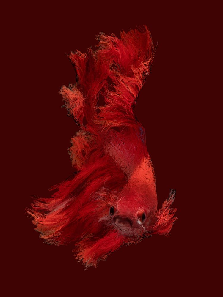 Red Betta Fish in Line Sketch