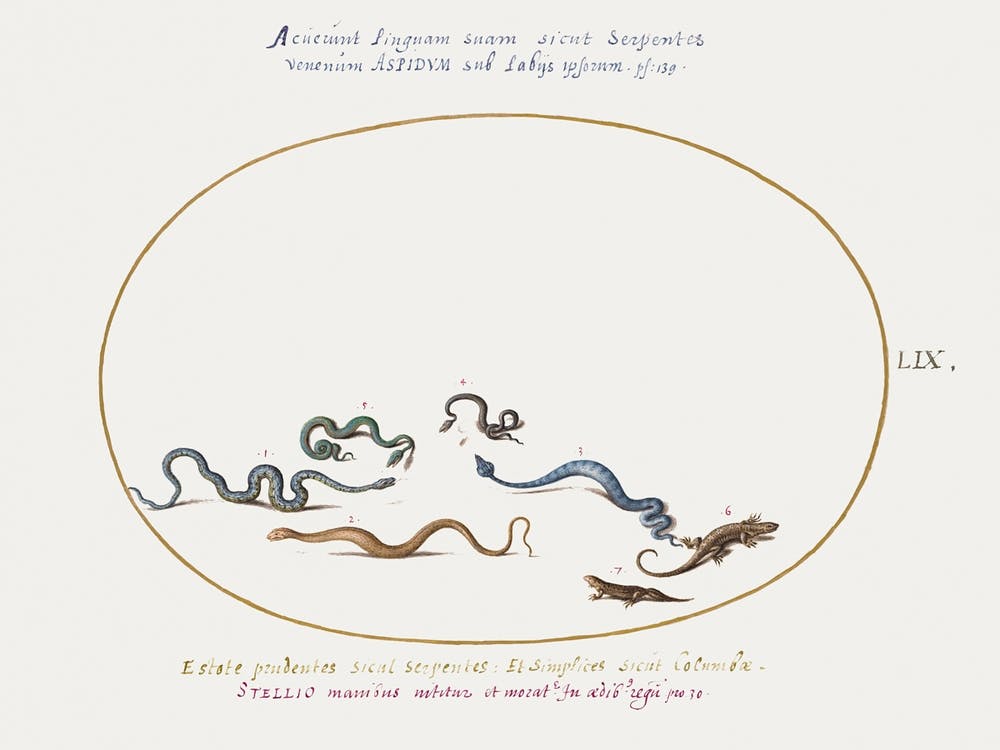 Snakes And A Lizard, Joris Hoefnagel