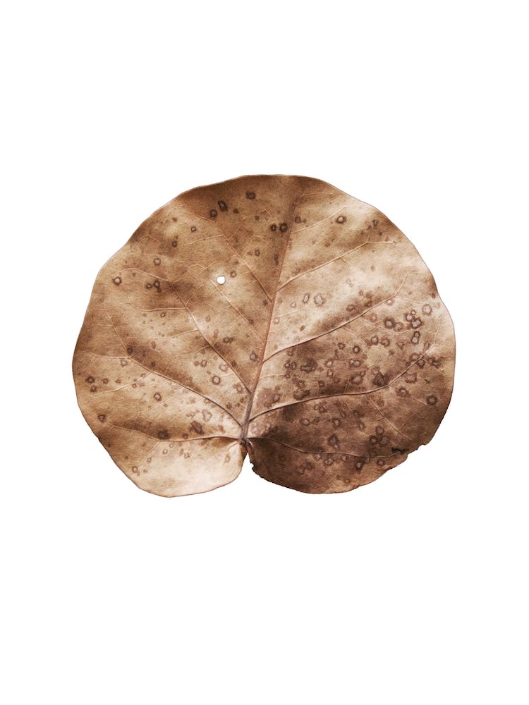 Dried Leaf