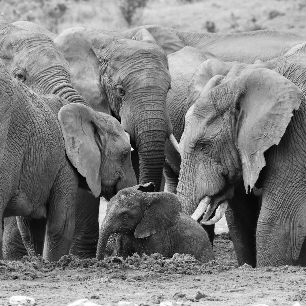 Elephants Come Together