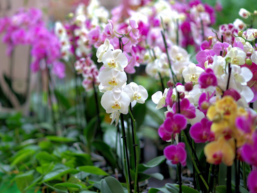 Orchids In A Garden