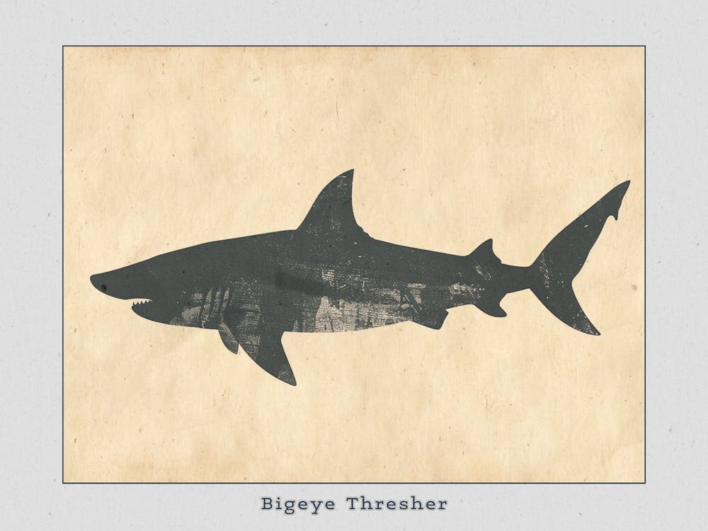 Bigeye Thresher Shark Grey Silhouette 2 Poster