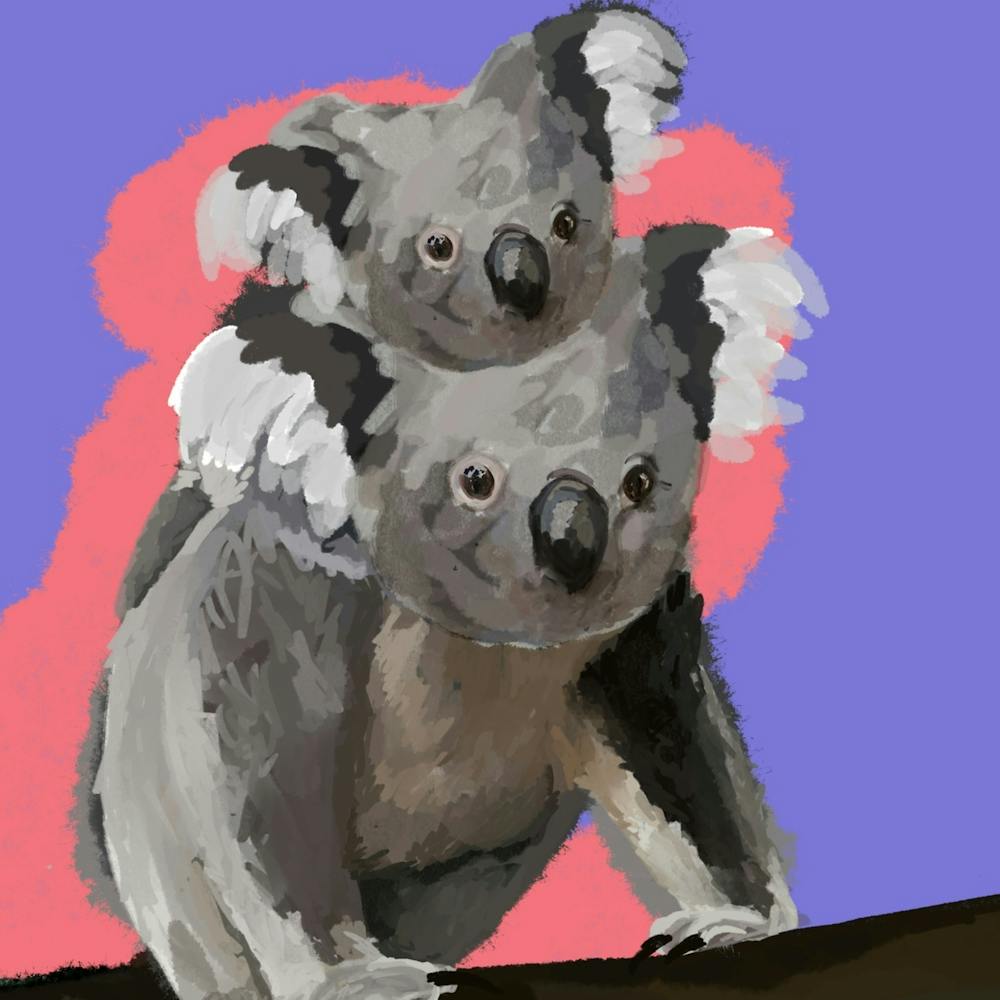 Koala-ty Time