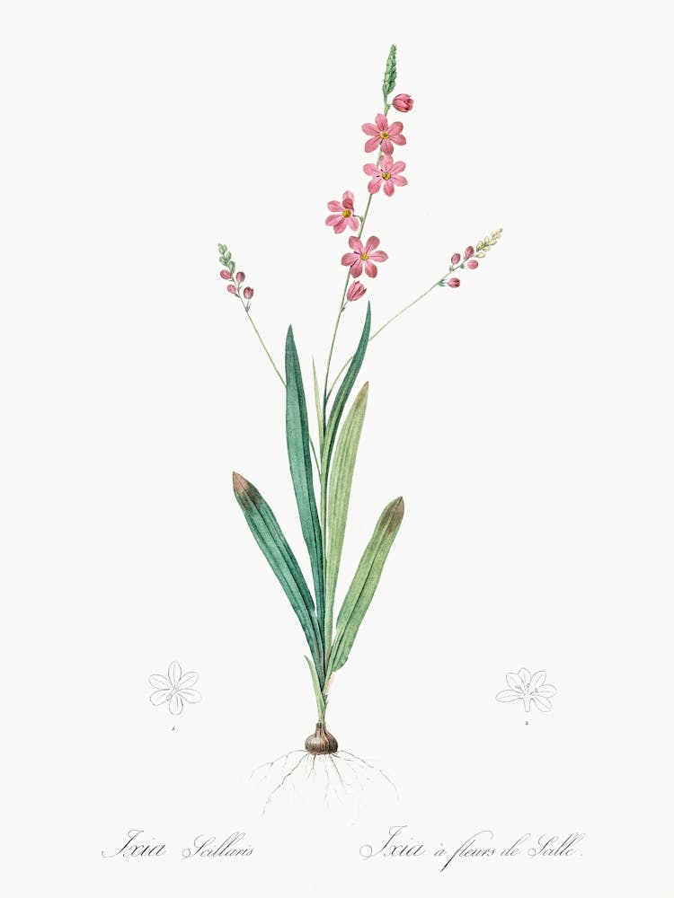 Ixia Scillaris Illustration, Pierre Joseph Redoute