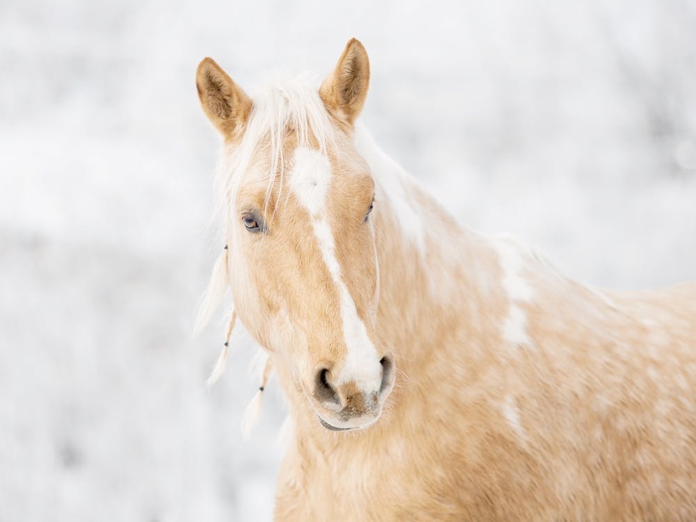 Palomino Horse In Winter