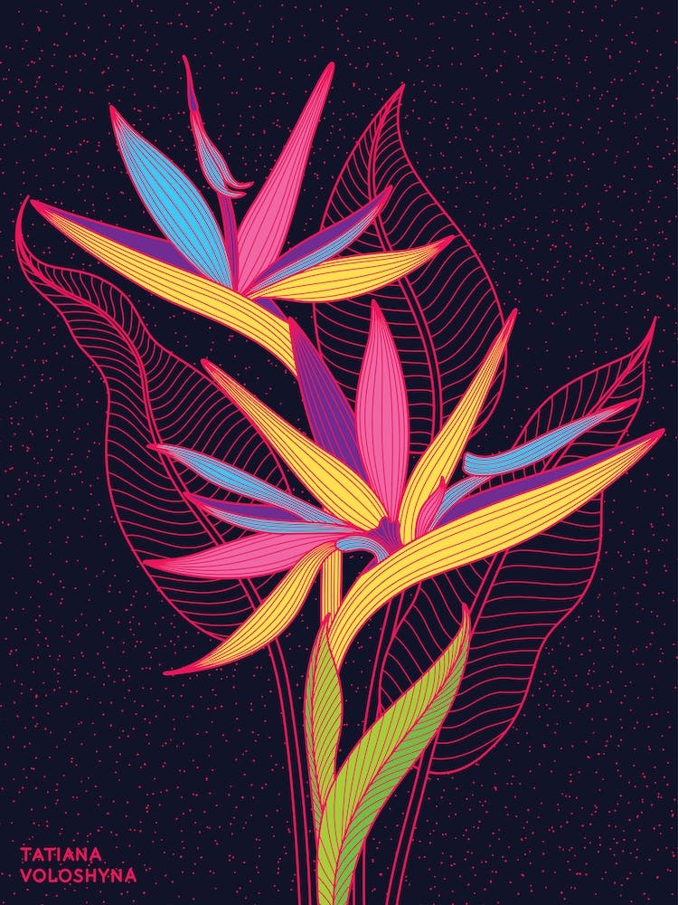 Fleurs de Strelitzia