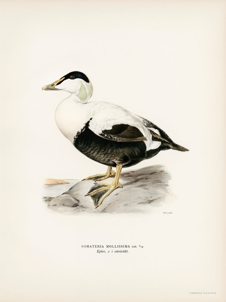 Somateria Mollissima, The Von Wright Brothers