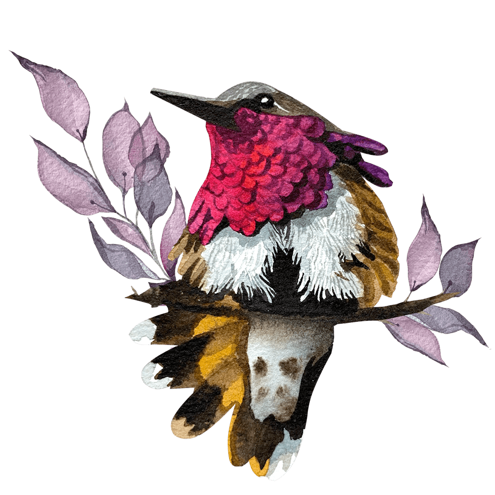 Hummingbird 5