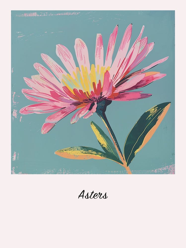 Astern 2 Quadratische Blumenillustration Poster