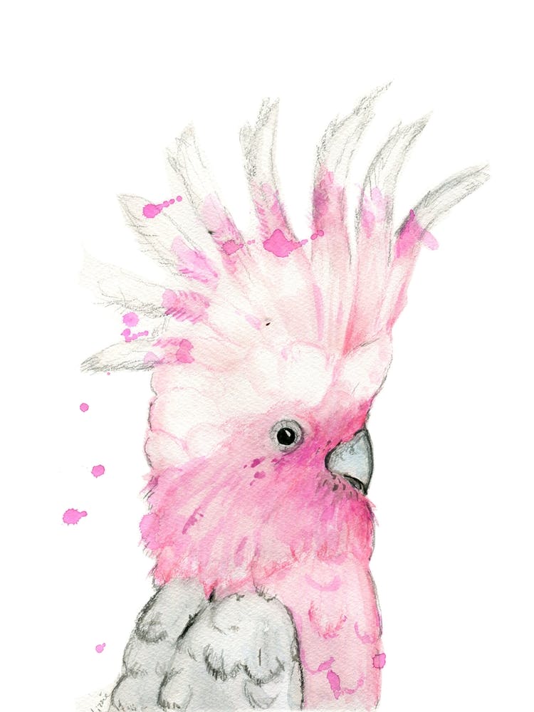 Galah