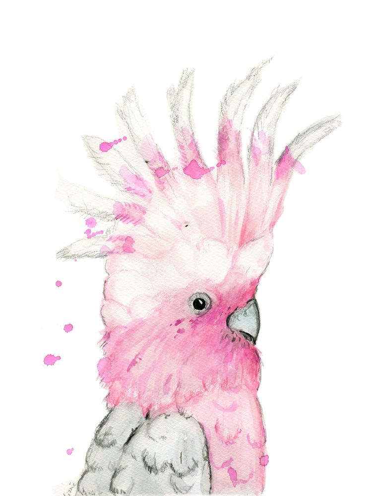 Galah