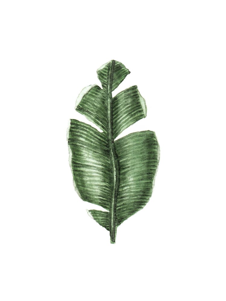 Tropical Leaf