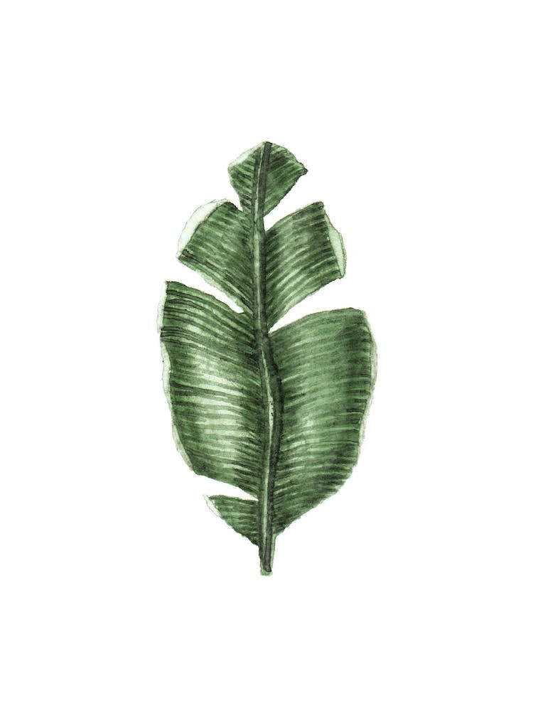 Tropical Leaf