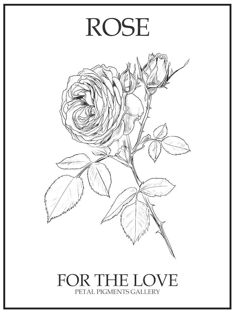 Black And White Rose Line Drawing 9 Poster