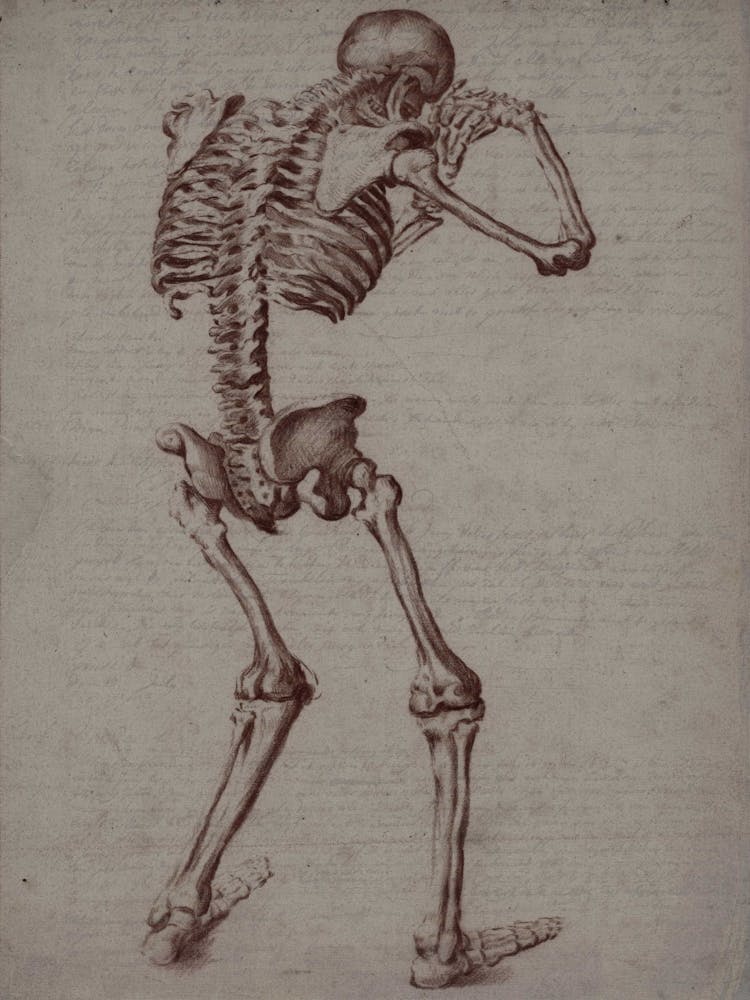 Skeleton