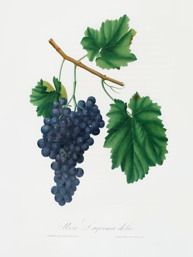 Lacrima Grapes (Vitis Vinifera Vallisarnensis) From Pomona Italiana (1817 1839), Giorgio Gallesio