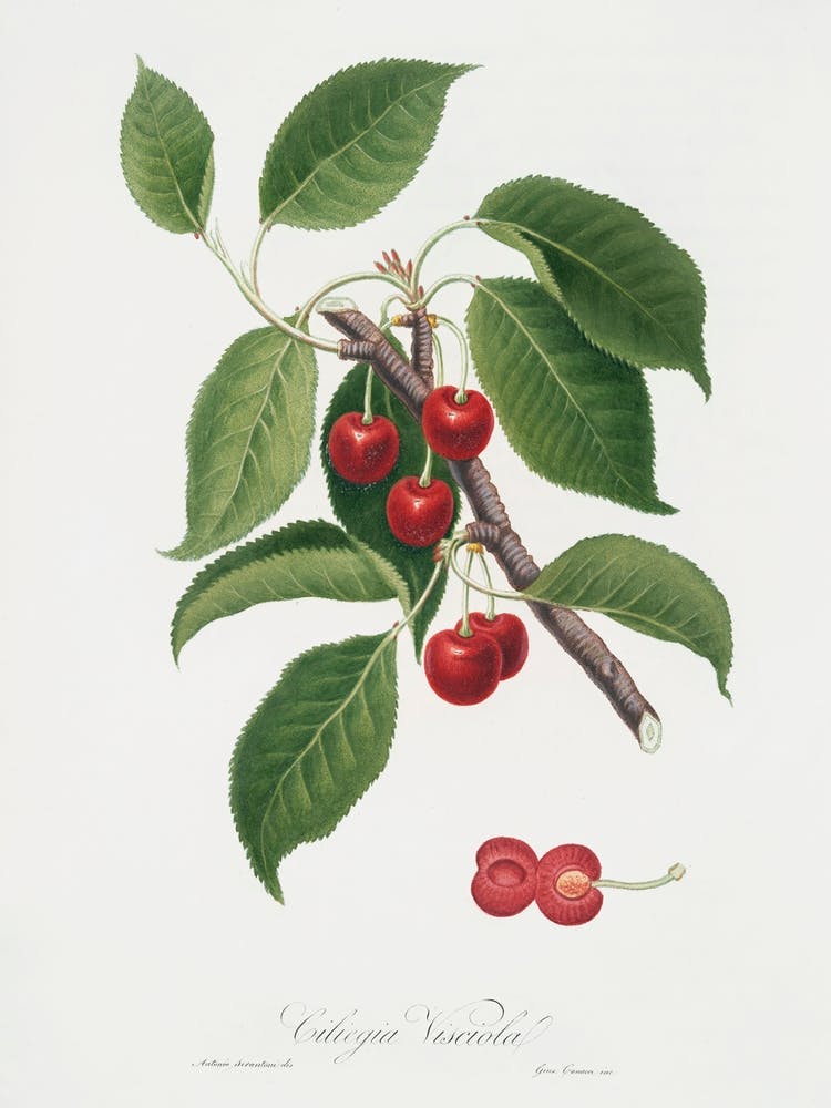 Sour Cherry (Cerasus Cordiformis Duracina) From Pomona Italiana (1817 1839), Giorgio Gallesio