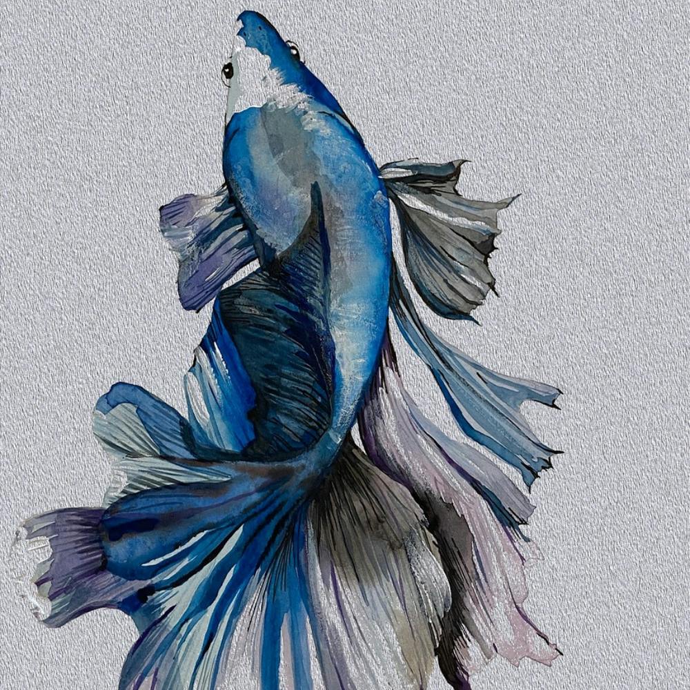 Blue Siamese Catfish Canvas Print