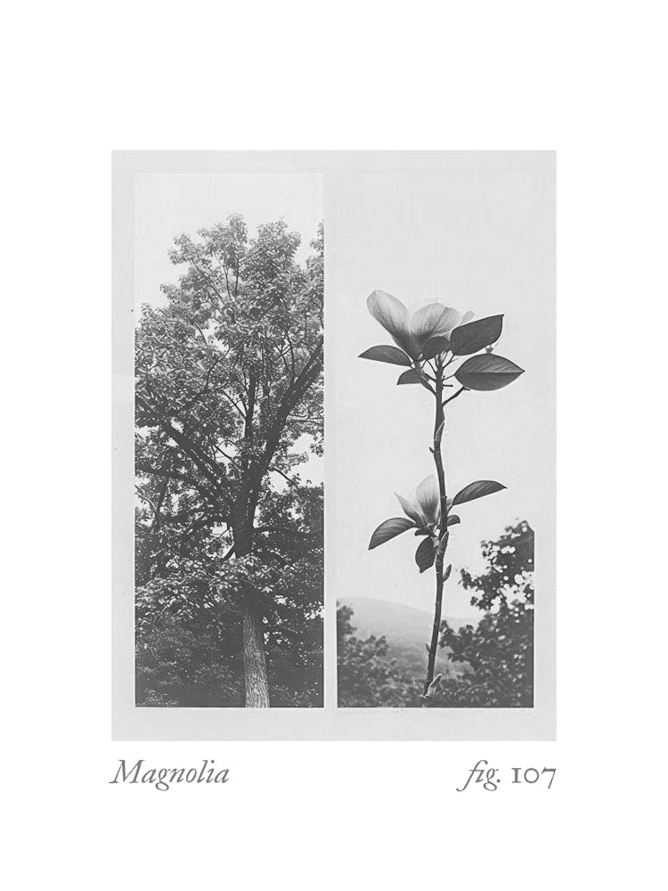 Collage Botanique Magnolia 1