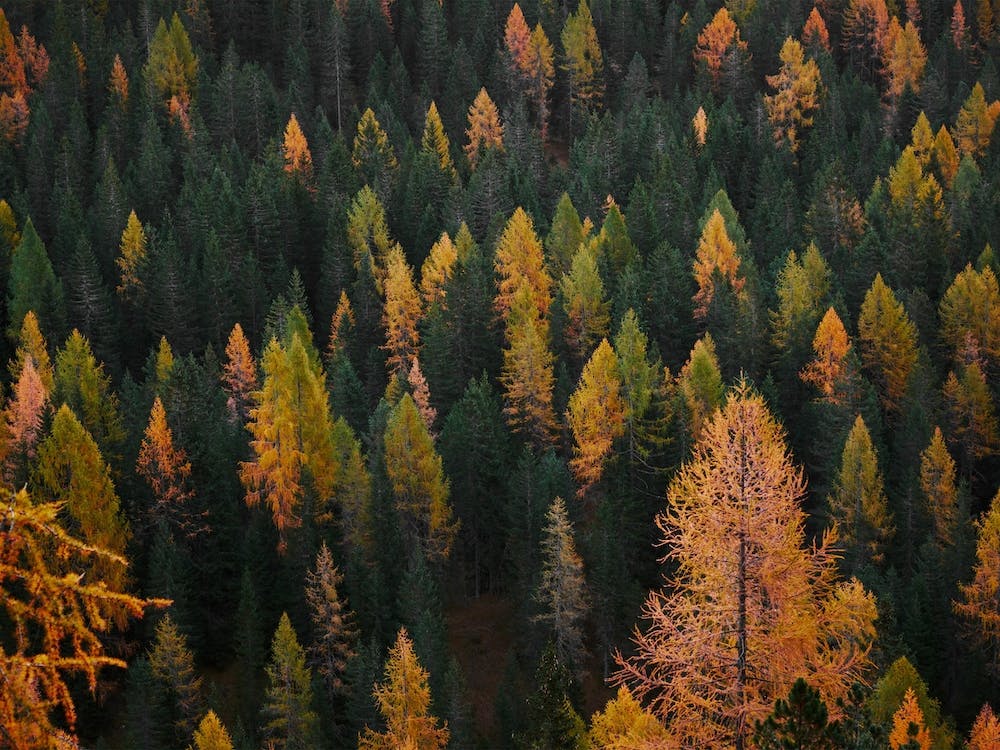Autumn Pine Forest
