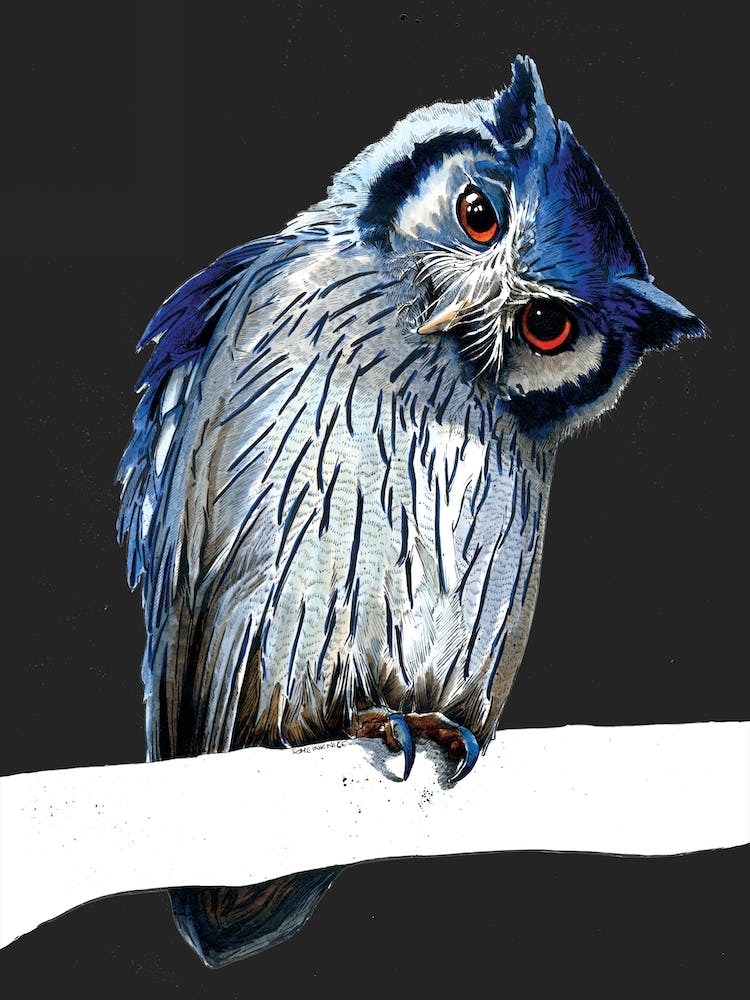 The Northern White Faced Owl