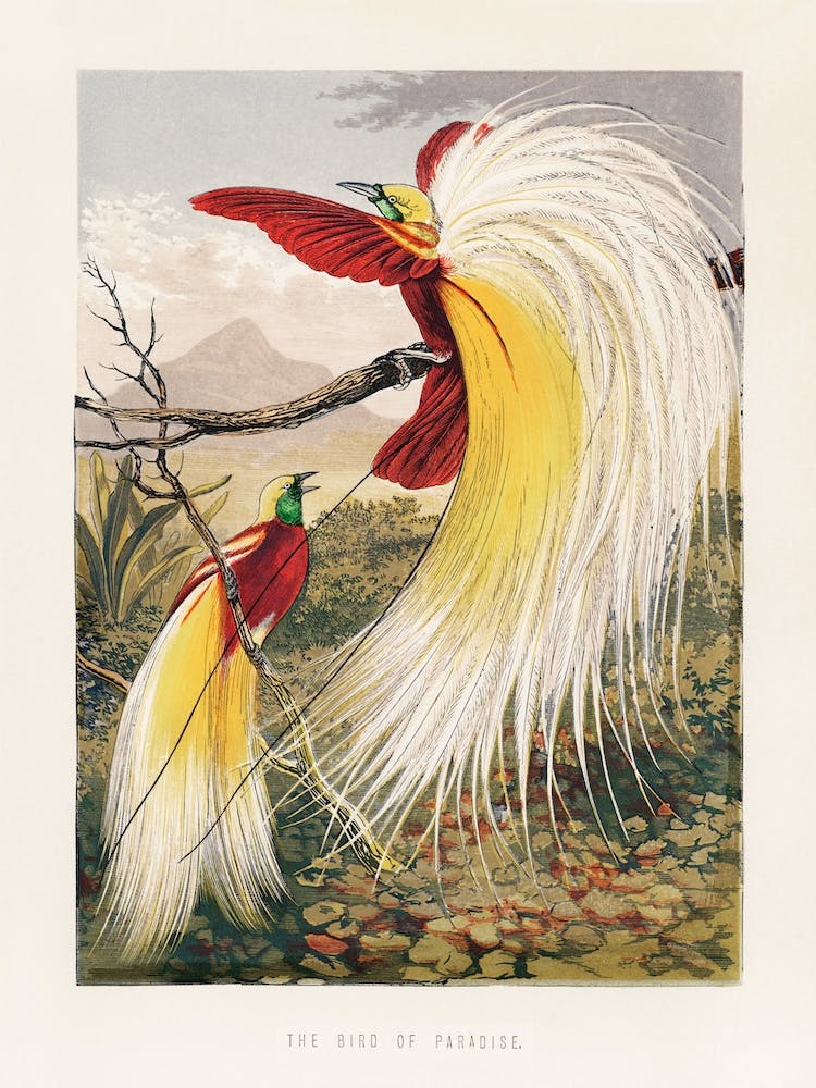 The Bird Of Paradise