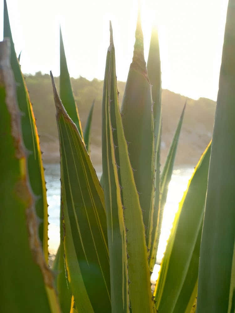 Agave at the Beach // Ibiza Nature & Travel Photography