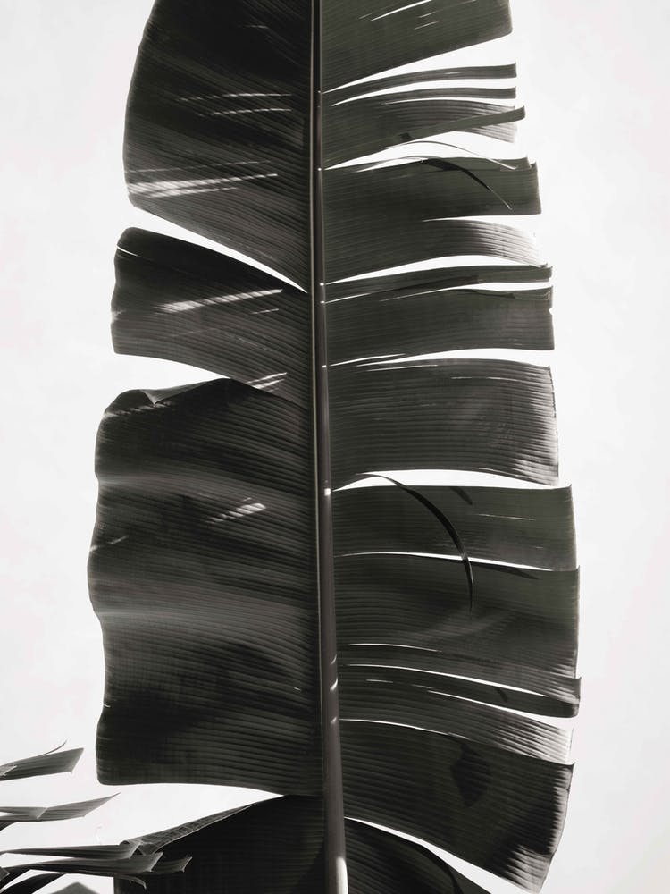 Tropical Jungle Vibes