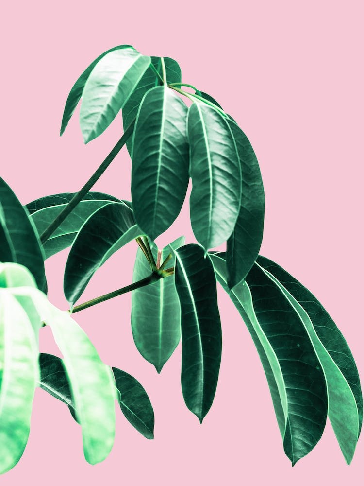 Green Leaves On Pink Background