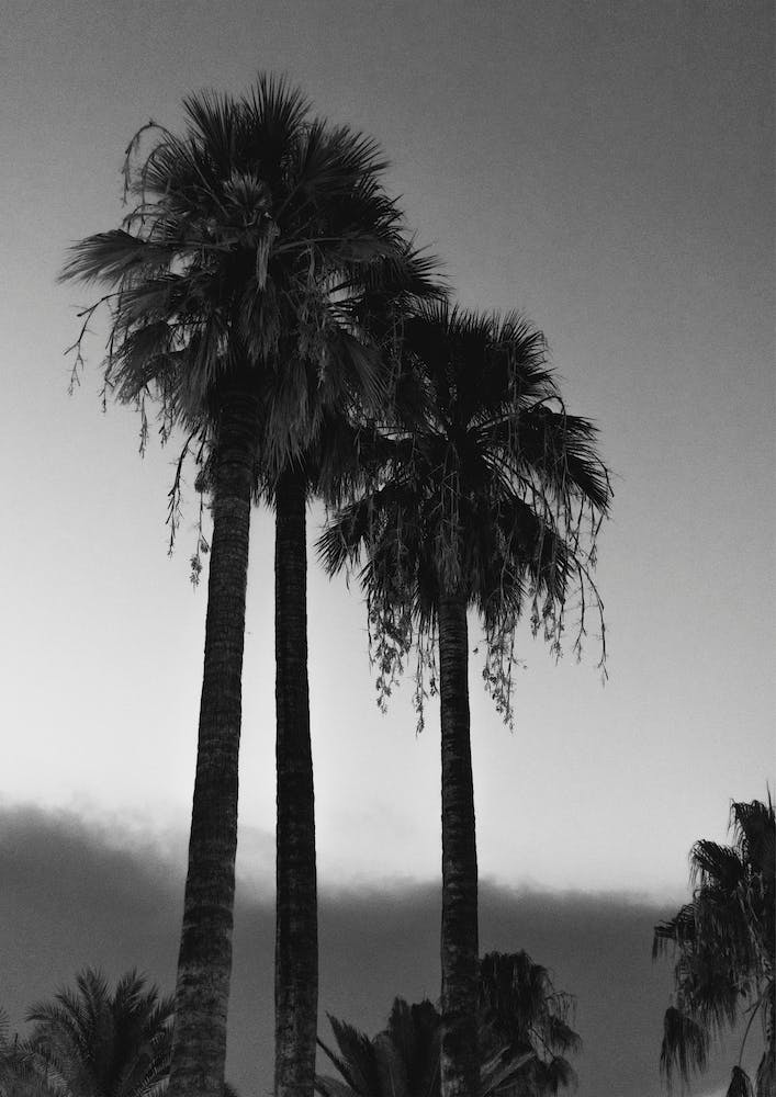 Palm Trees At Night
