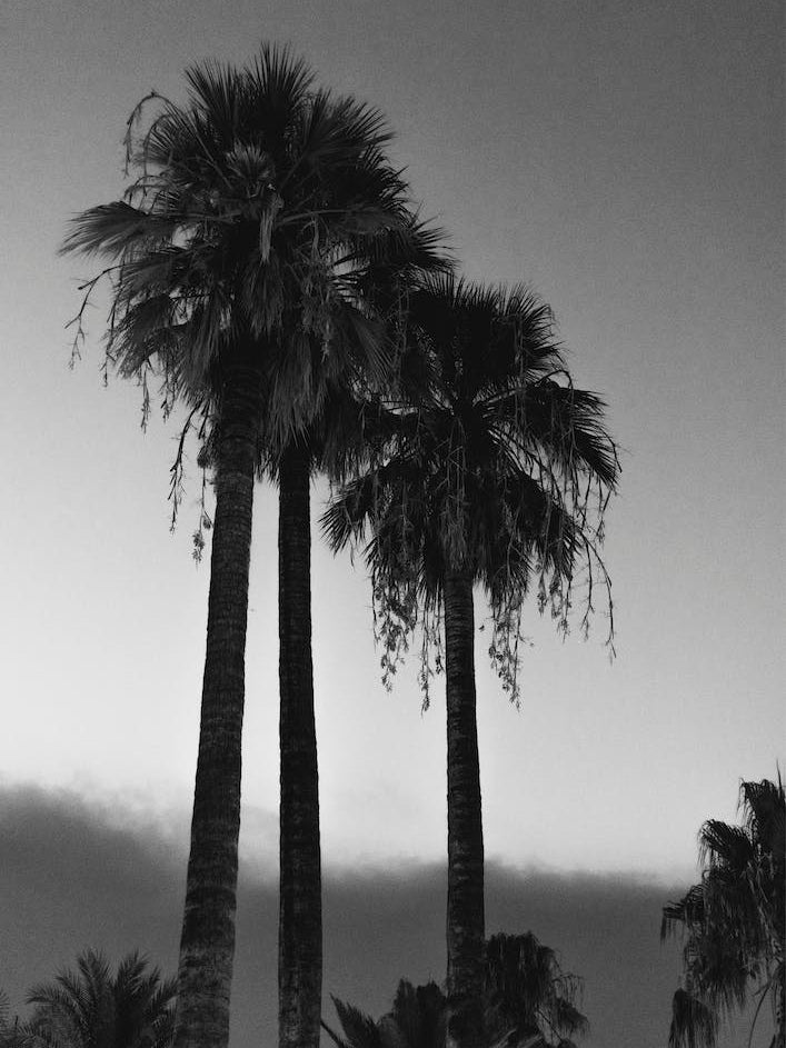 Palm Trees At Night