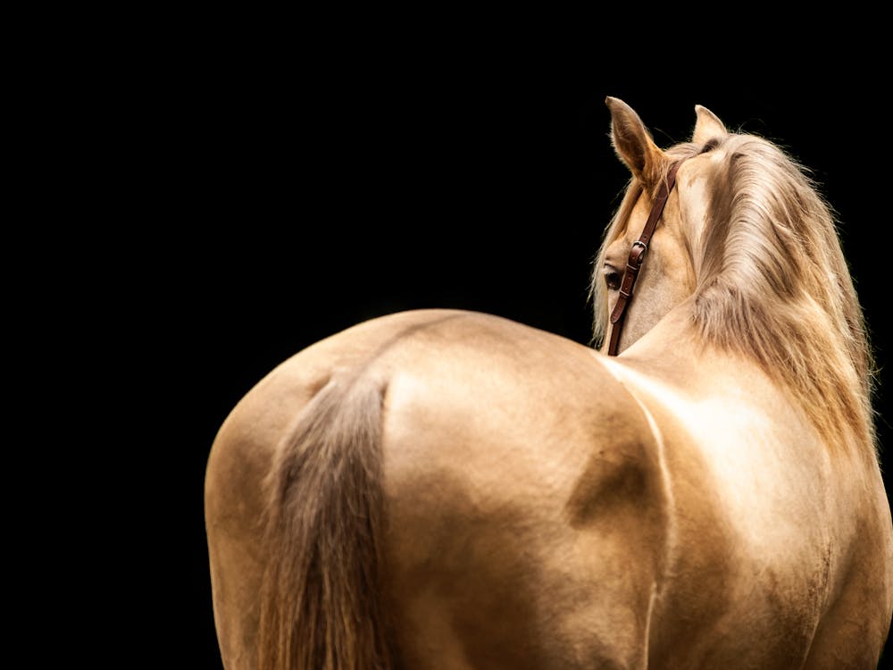 Goldenes Pferd - Ardennes Belgischer Fotodruck - stimmungsvolle Tierfotokunst