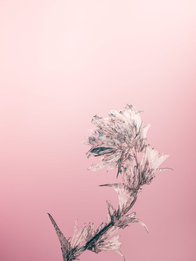 Thistle
