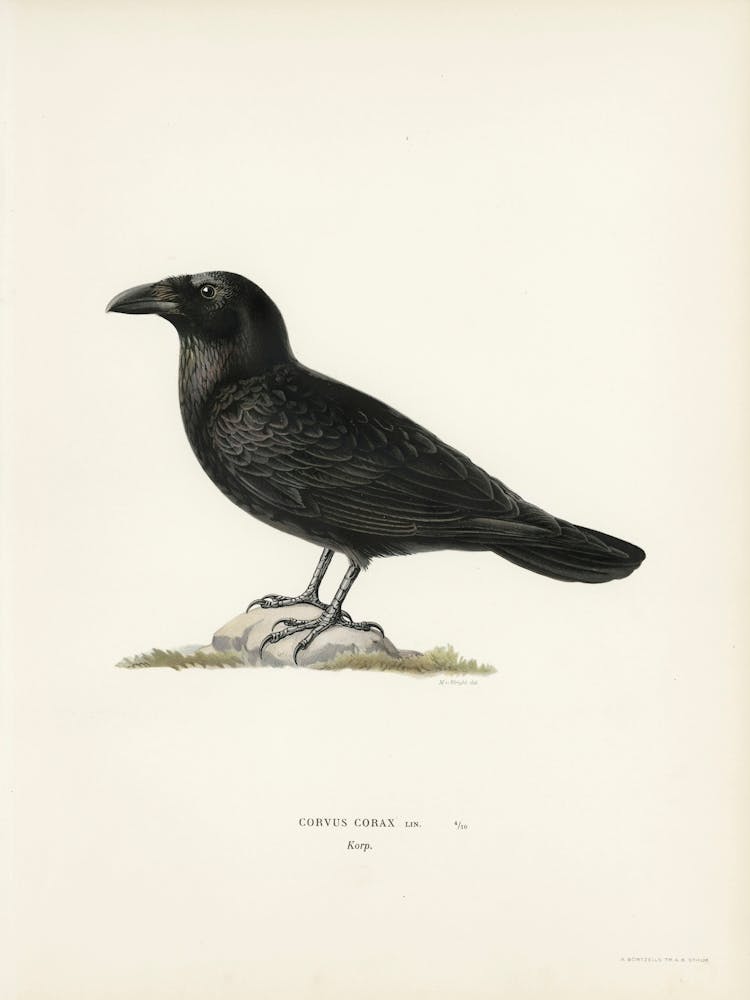 Common Raven (Corvus Corax), The Von Wright Brothers