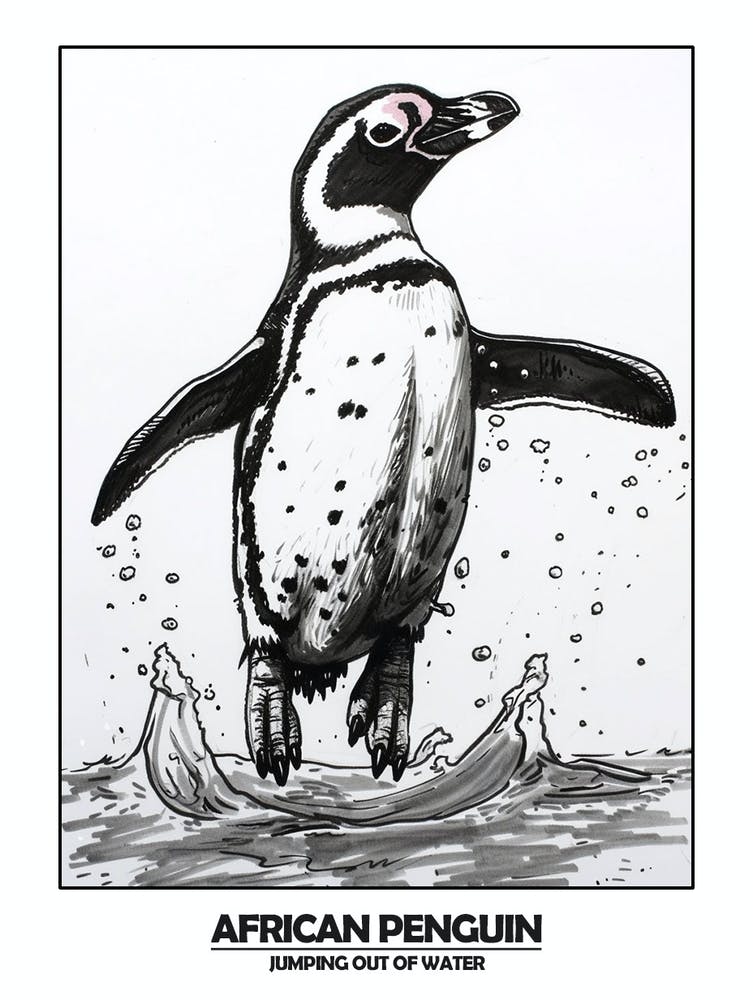 Penguin Jumping Out Of Water Poster
