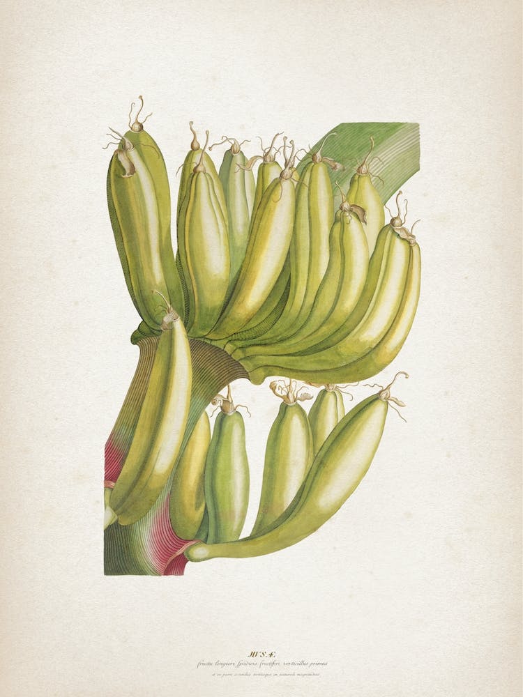 Vintage Ehret 3 Musae Primus