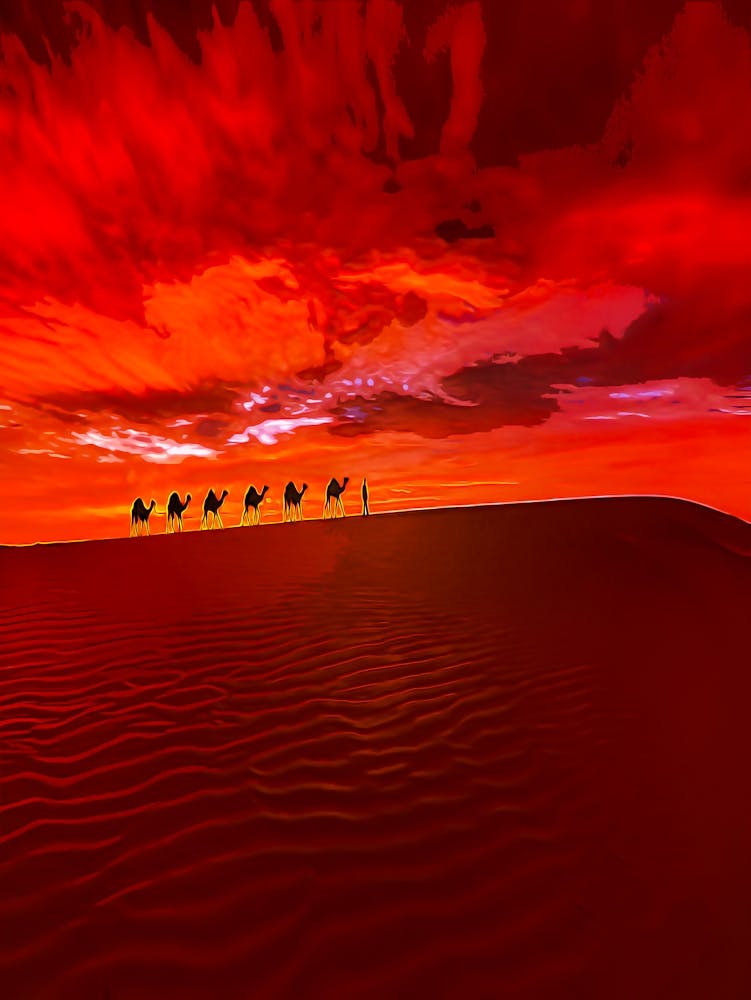 Camel Caravan In The Desert On A Sand Dune At Sunset